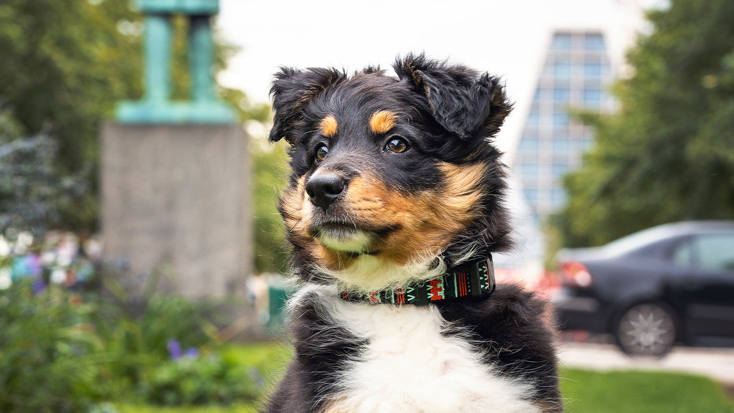 Hund på græs i København til fotoshoot